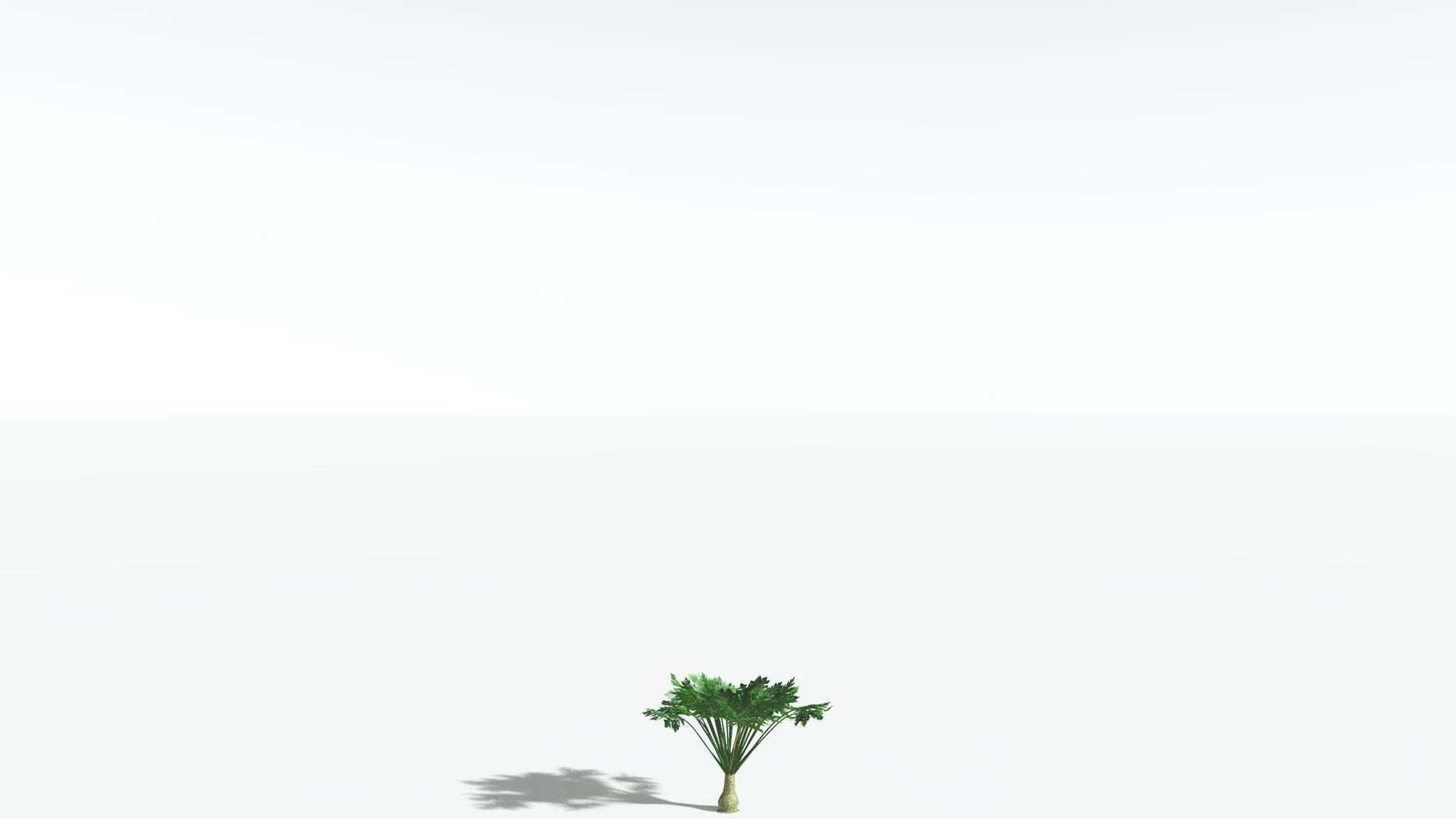 EVERYPlant Papaya 3 --14 Models-- 3D model_25