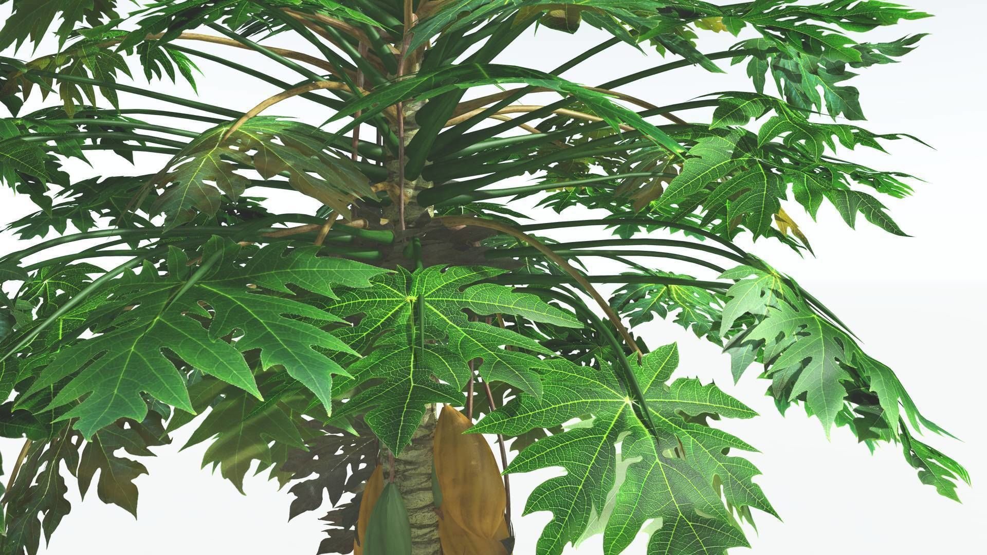 EVERYPlant Papaya 3 --14 Models-- 3D model_14