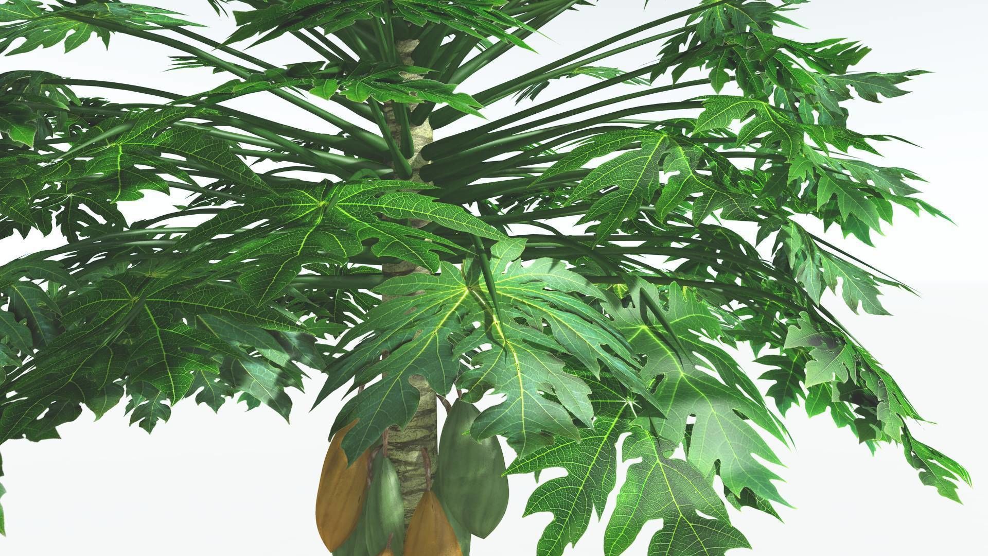 EVERYPlant Papaya 3 --14 Models-- 3D model_12