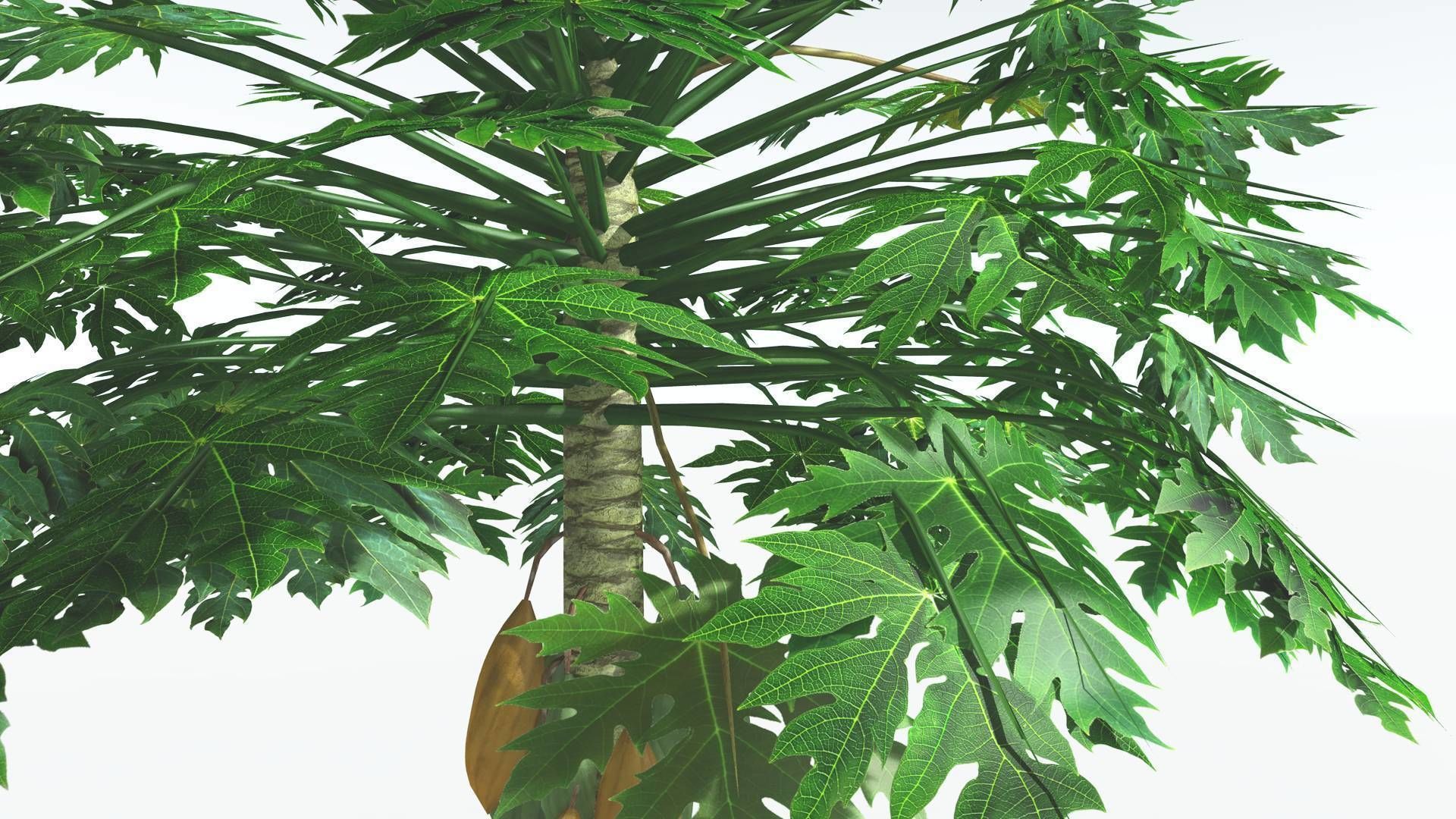 EVERYPlant Papaya 3 --14 Models-- 3D model_30