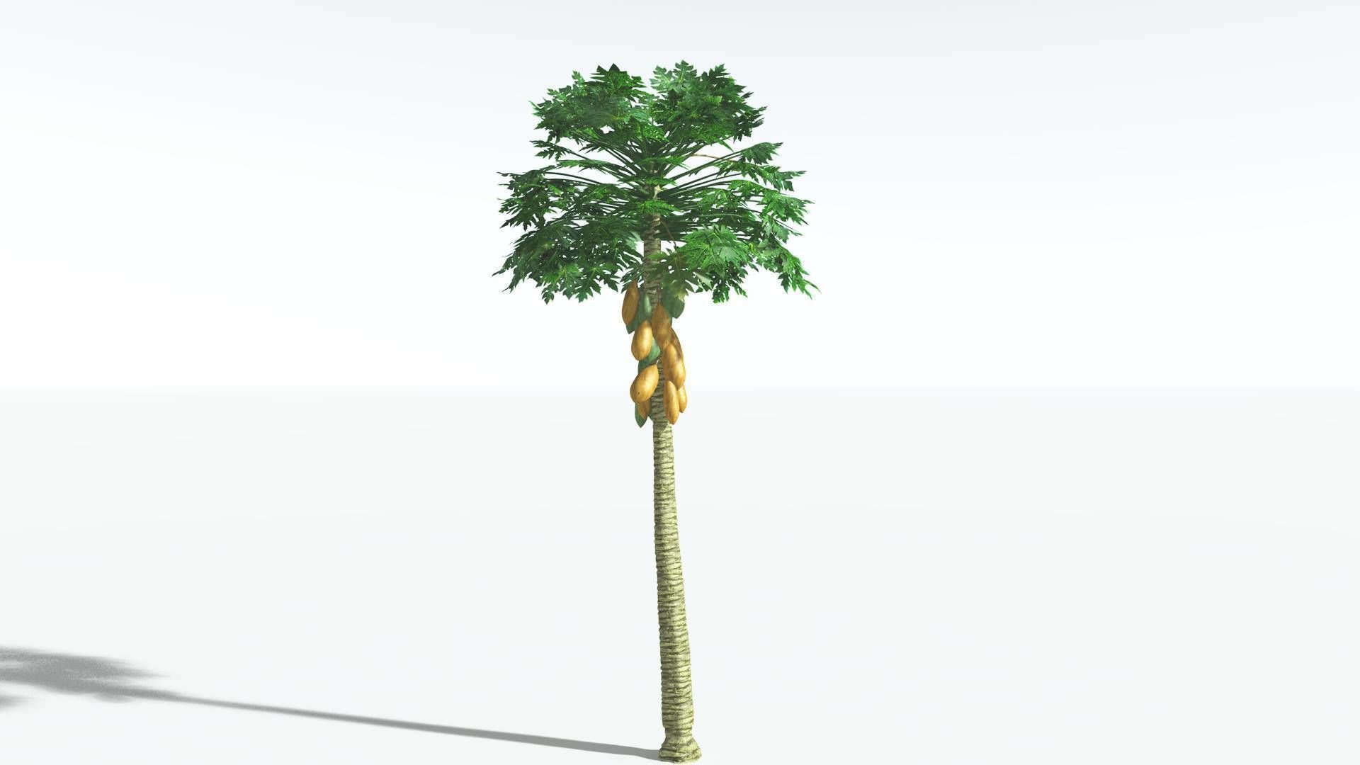 EVERYPlant Papaya 3 --14 Models-- 3D model_5