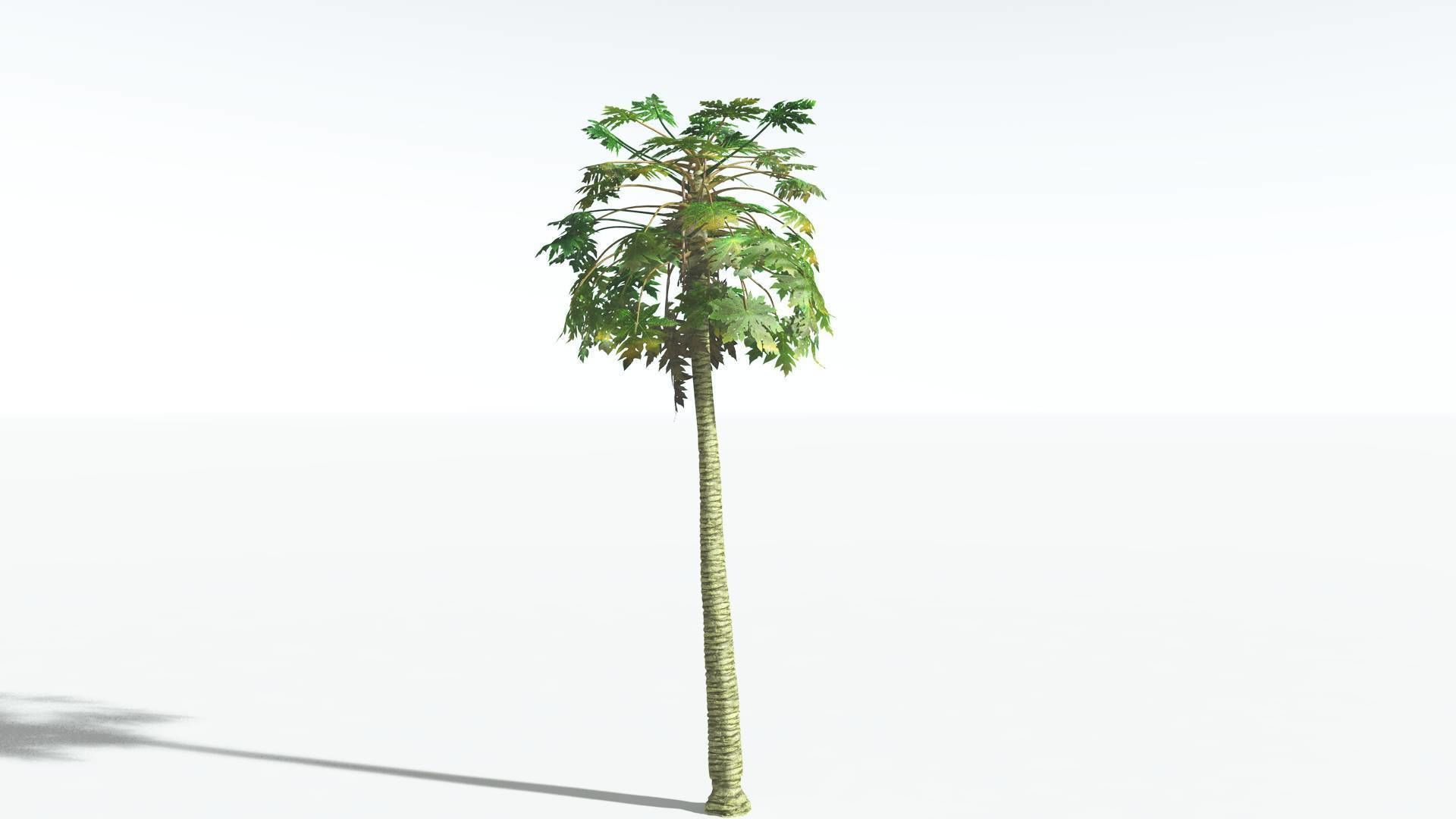 EVERYPlant Papaya 3 --14 Models-- 3D model_15