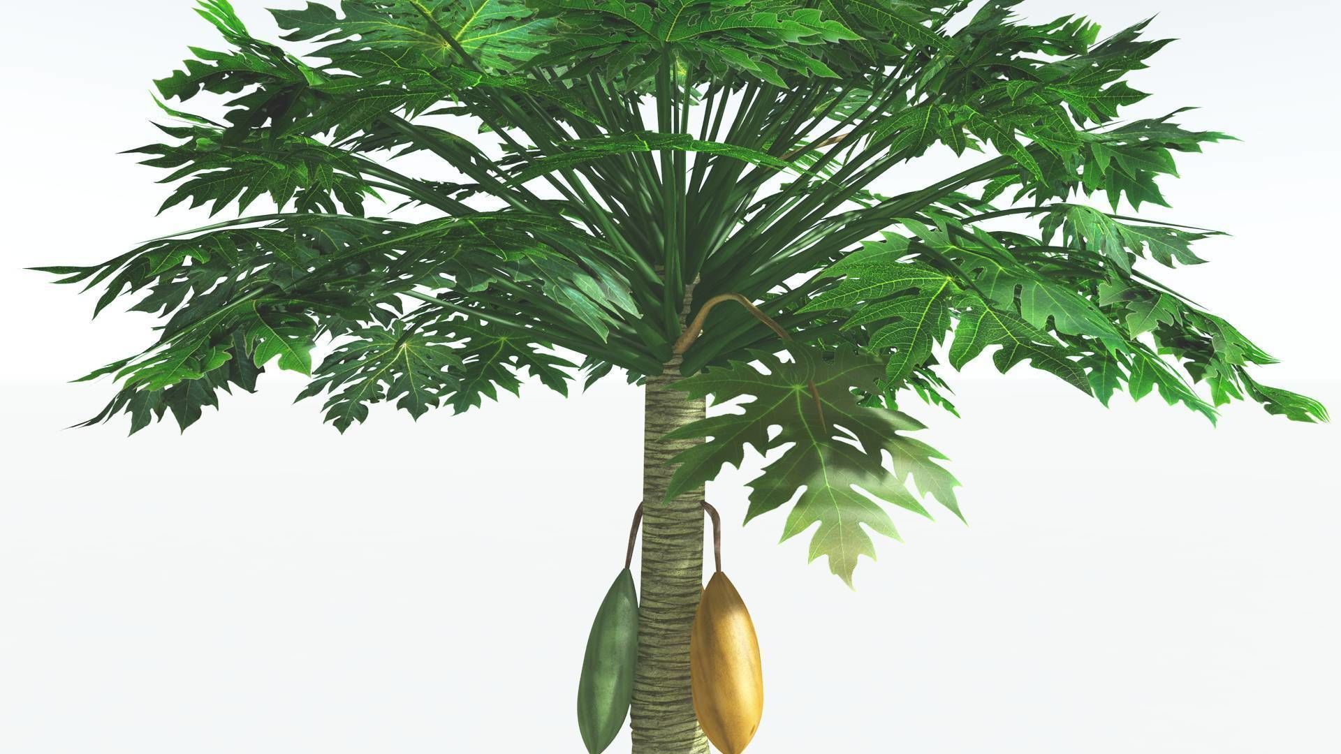 EVERYPlant Papaya 3 --14 Models-- 3D model_24