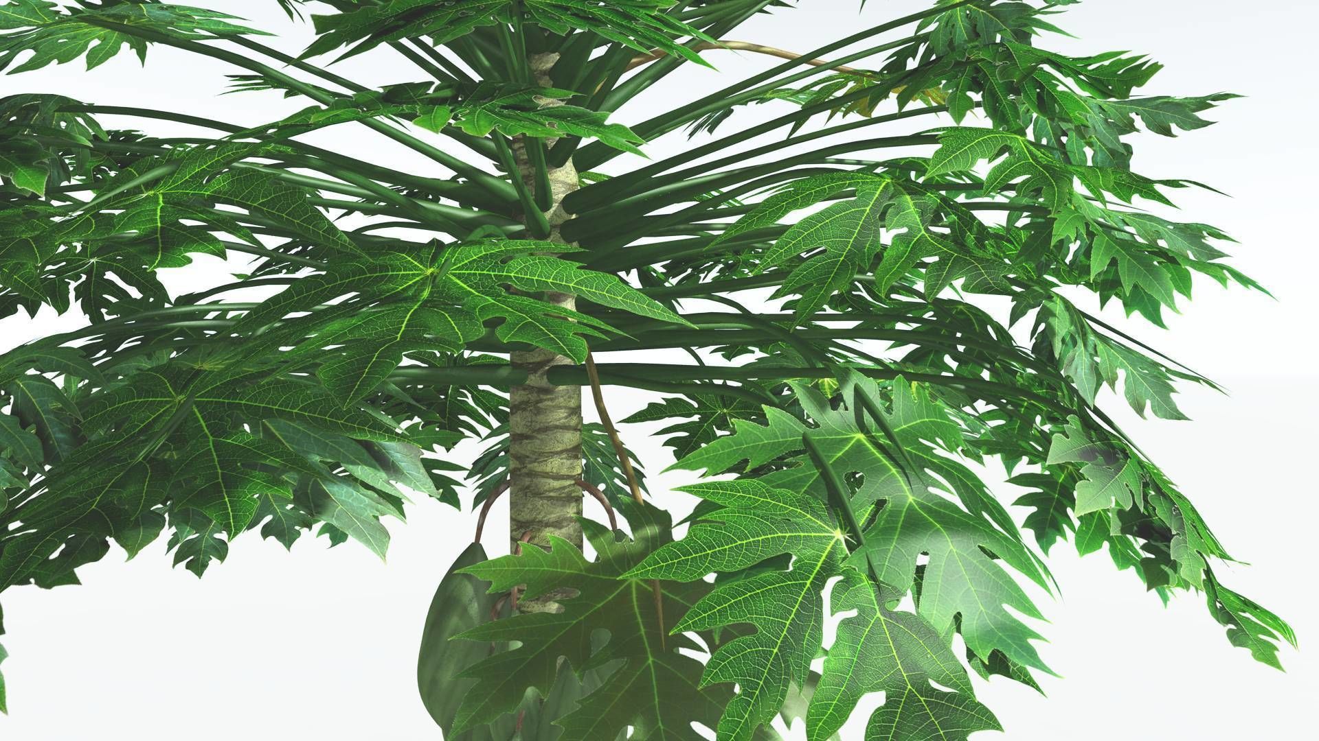 EVERYPlant Papaya 3 --14 Models-- 3D model_8