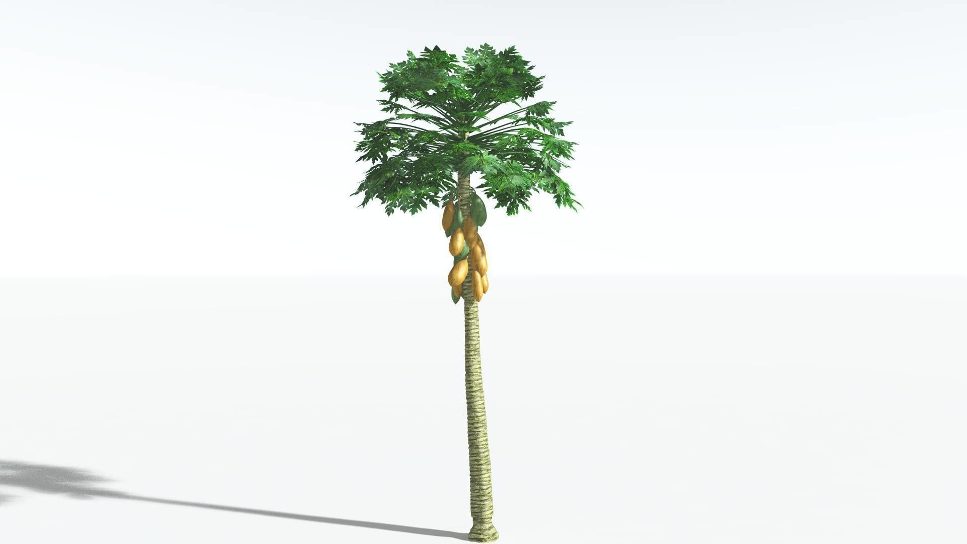 EVERYPlant Papaya 3 --14 Models-- 3D model_11