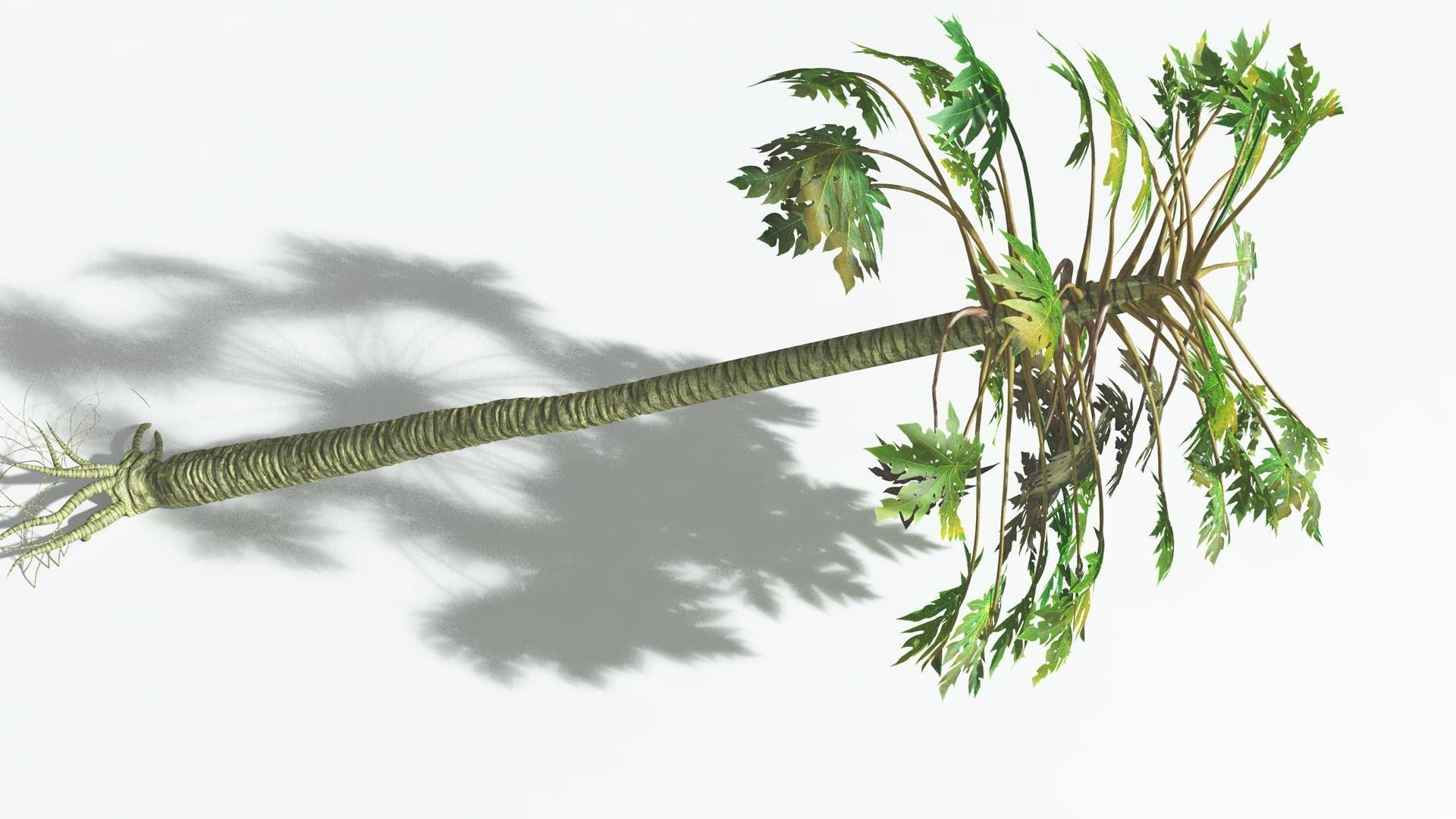 EVERYPlant Papaya 3 --14 Models-- 3D model_20