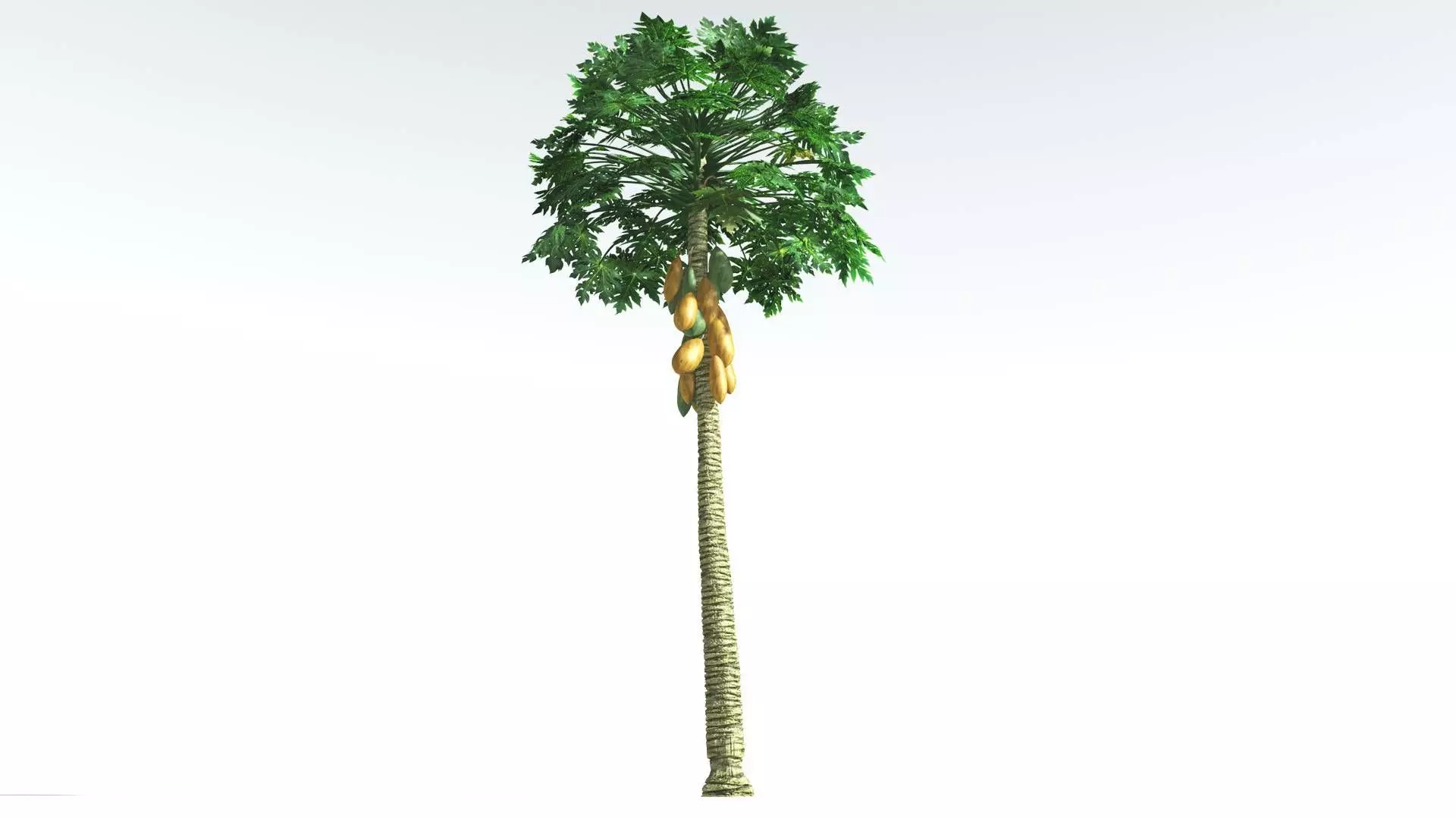EVERYPlant Papaya 3 --14 Models-- 3D model_0
