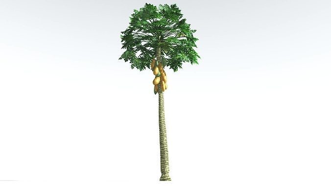 EVERYPlant Papaya 3 --14 Models-- 3D model