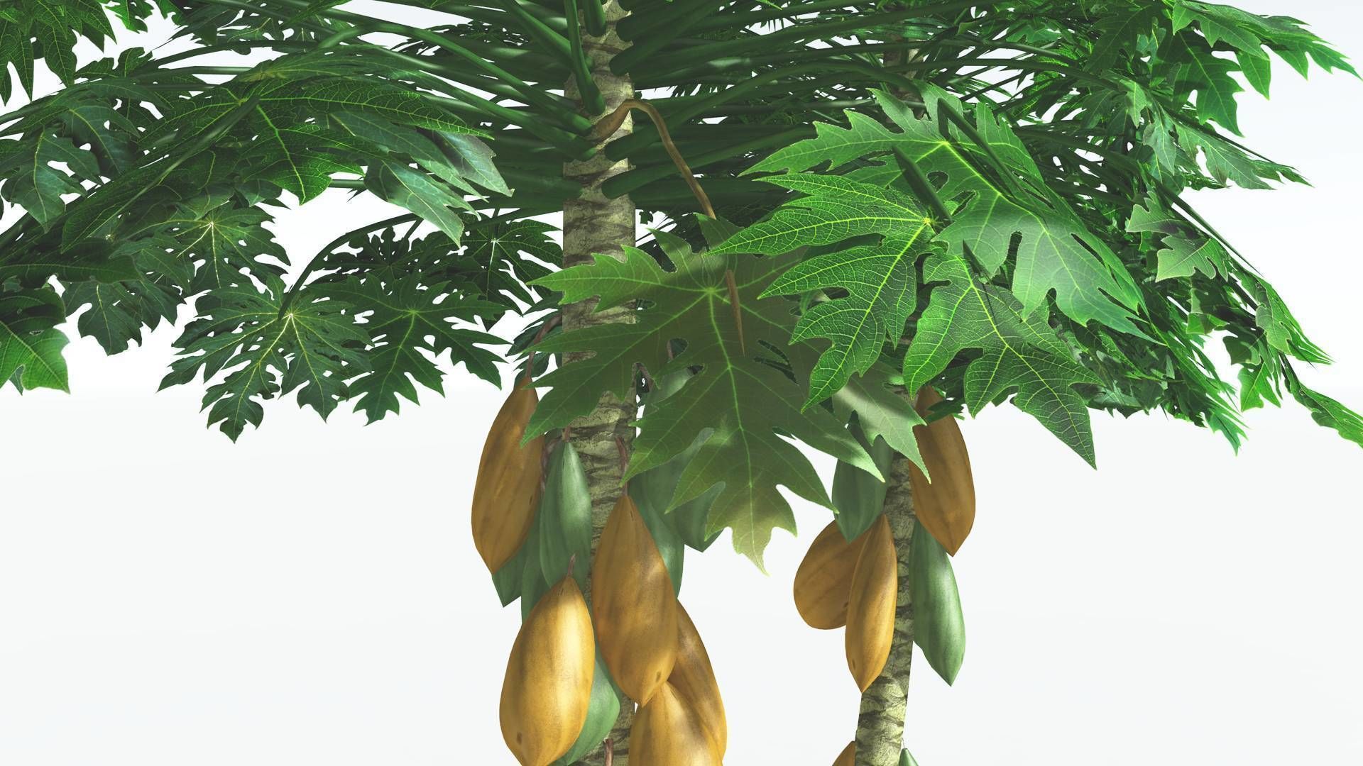 EVERYPlant Papaya 3 --14 Models-- 3D model_22