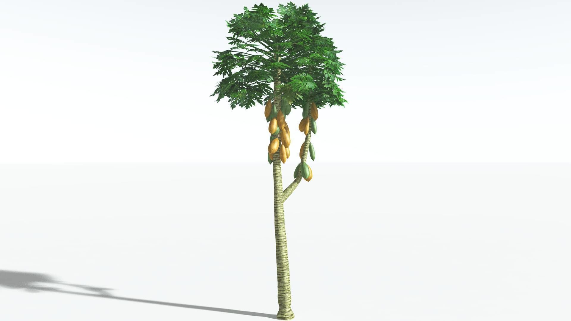 EVERYPlant Papaya 3 --14 Models-- 3D model_21