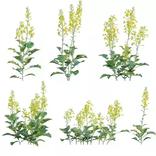 Brassica Napus - Turnip Rooted Cabbage