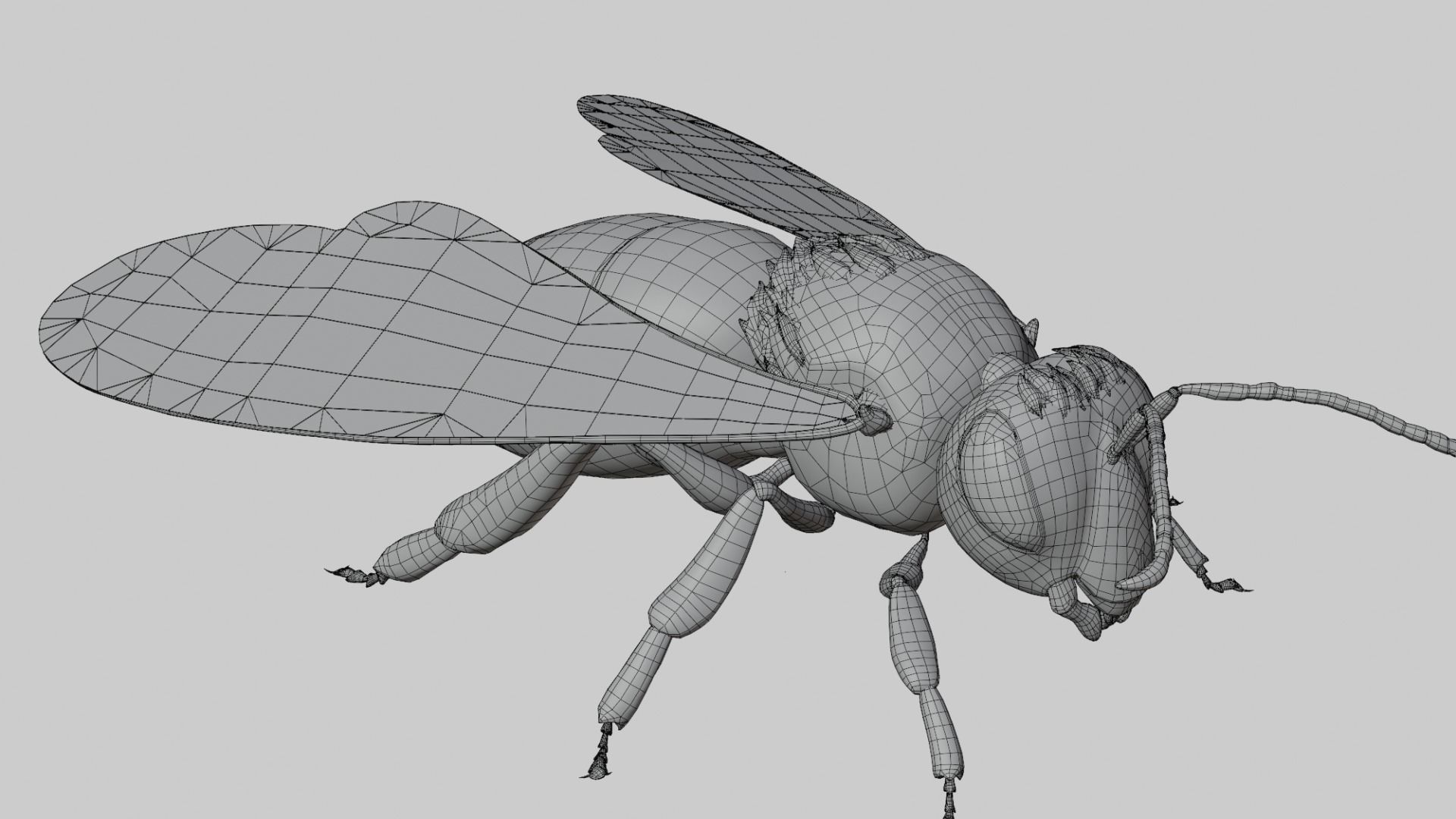 3D animated bee Low-poly 3D model_5