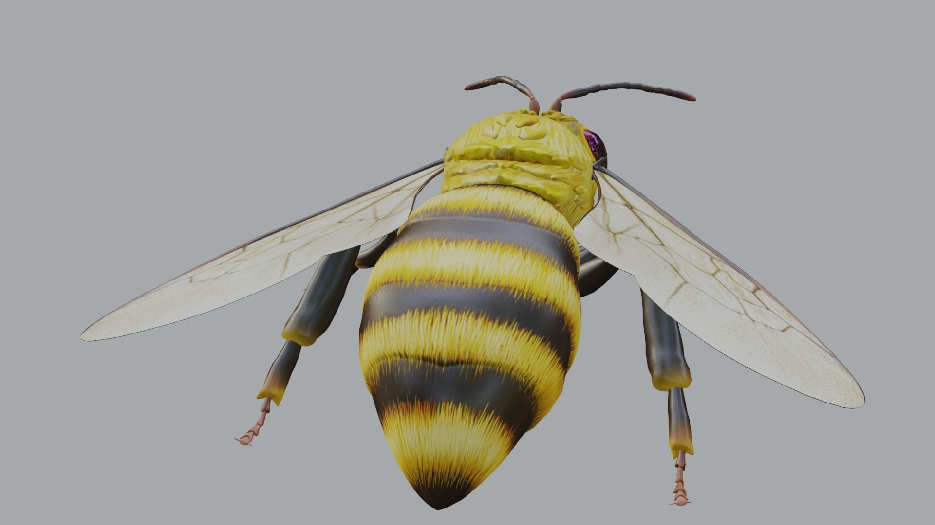 3D animated bee Low-poly 3D model_16