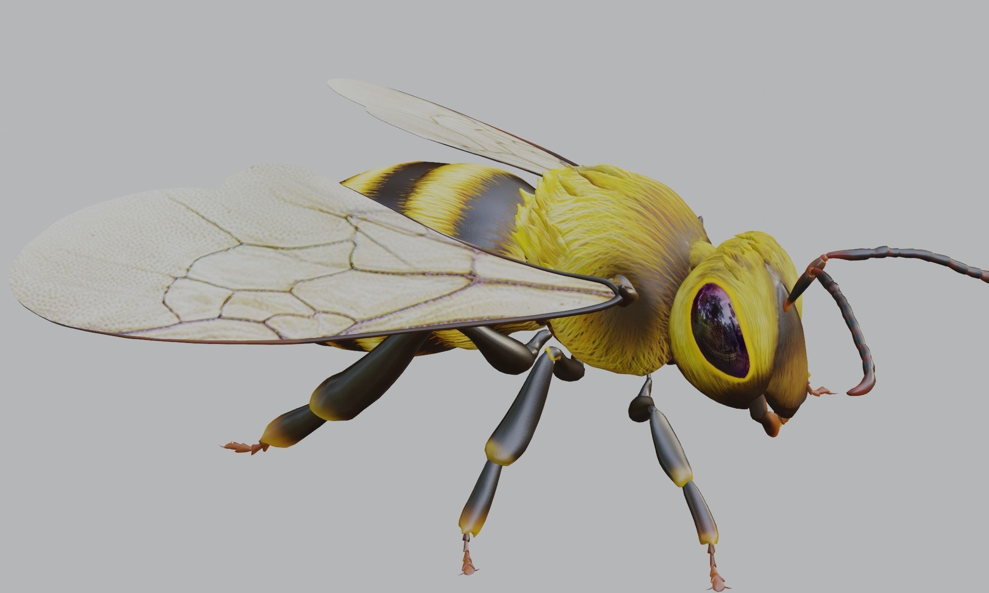 3D animated bee Low-poly 3D model_9