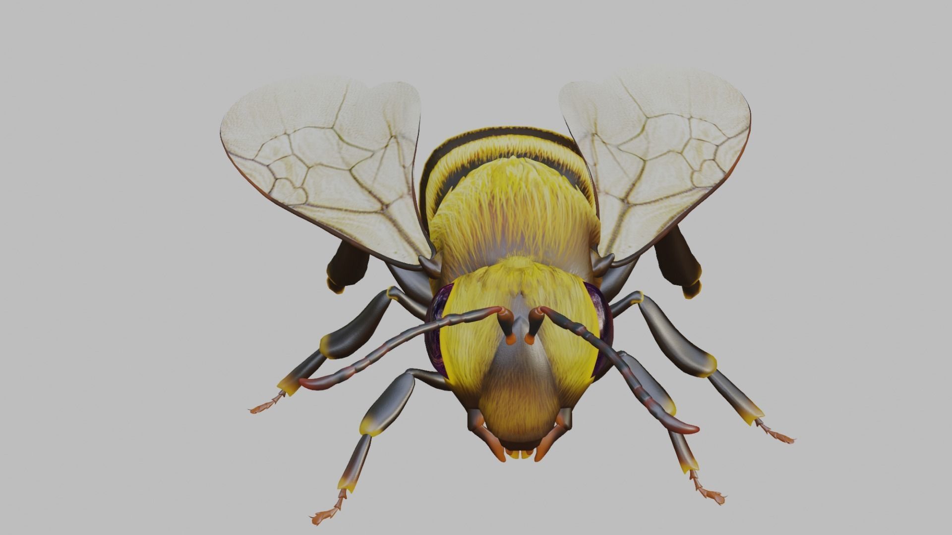 3D animated bee Low-poly 3D model_14