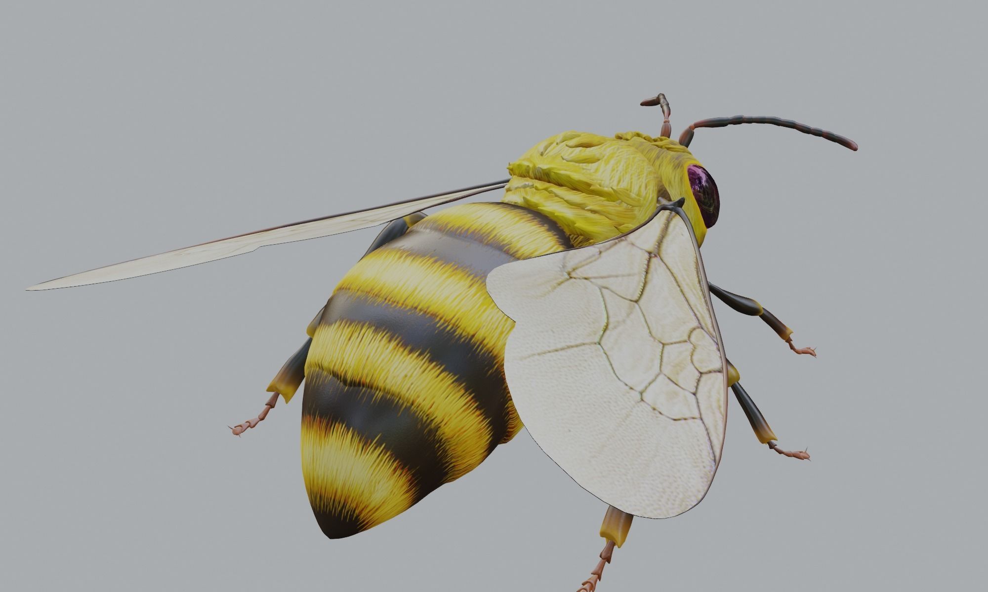 3D animated bee Low-poly 3D model_11