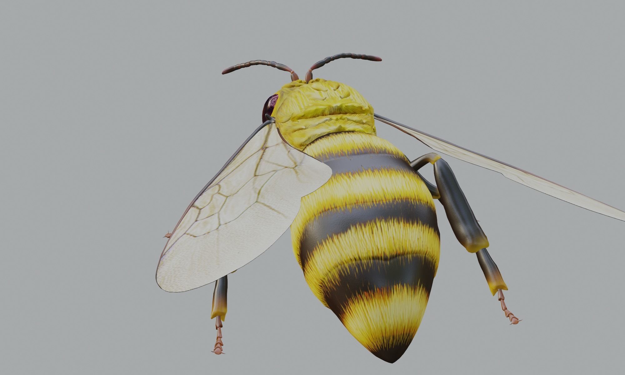 3D animated bee Low-poly 3D model_12