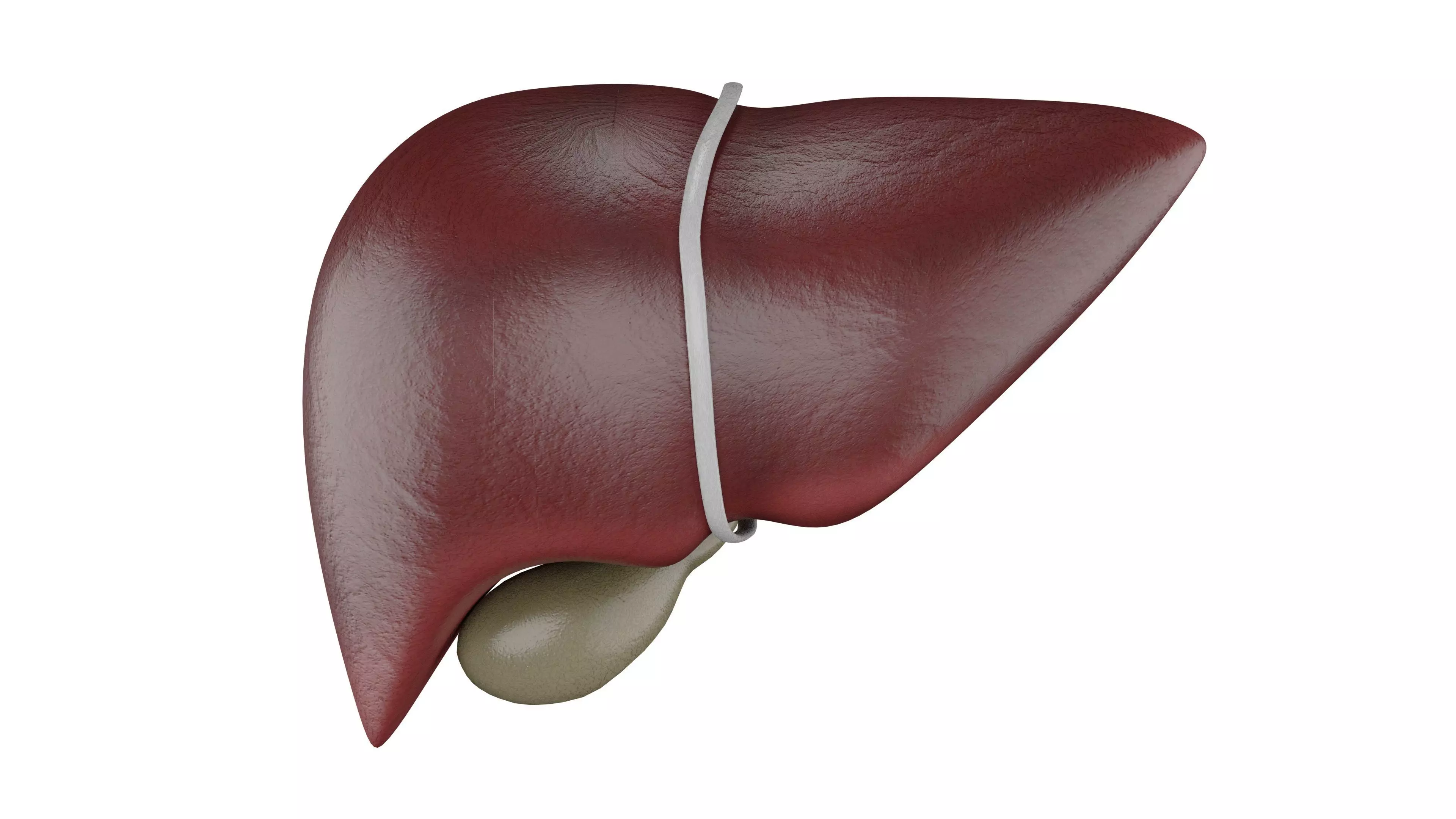 Human Liver - Realistic Human Liver Anatomy Low-poly 3D model