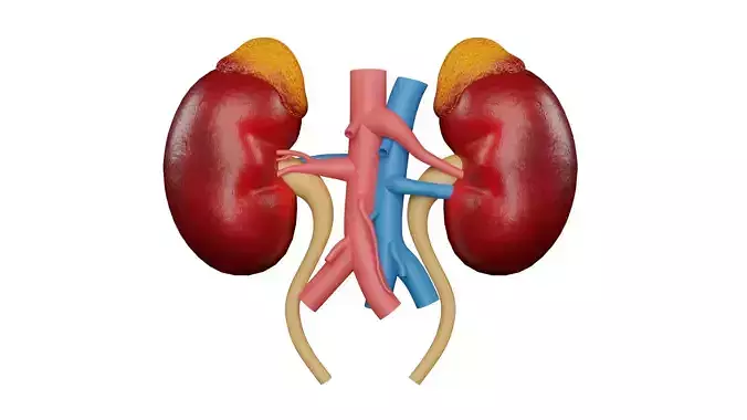 Human Kidneys 3D Model - Realistic Human Kidneys Anatomy Low-poly 3D model