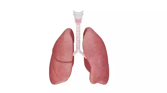 Human Lungs 3D Model - Realistic Human Lungs Anatomy Low-poly 3D model