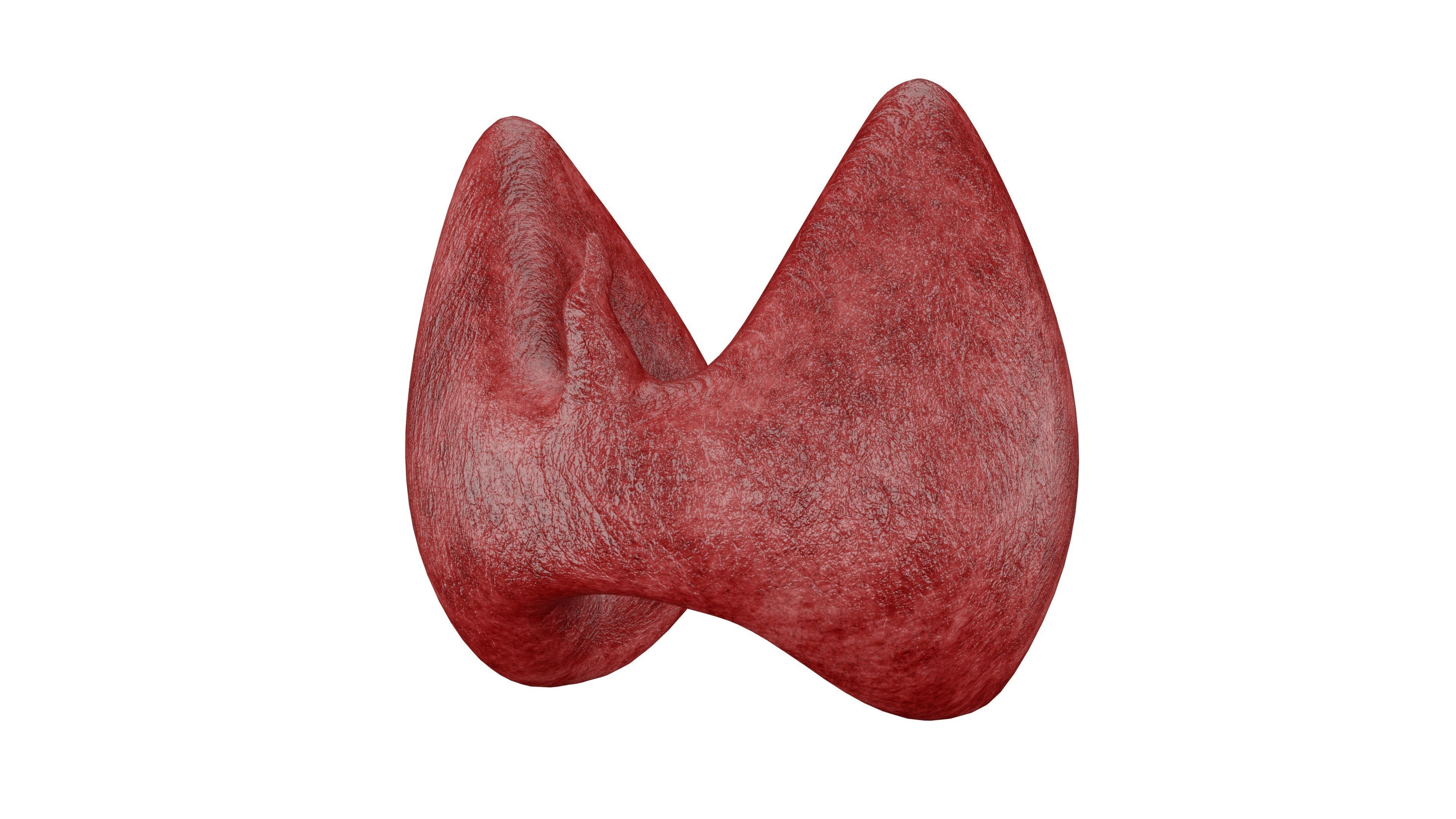 Thyroid 3D Model - Realistic Human Thyroid Anatomy Low-poly 3D model_5