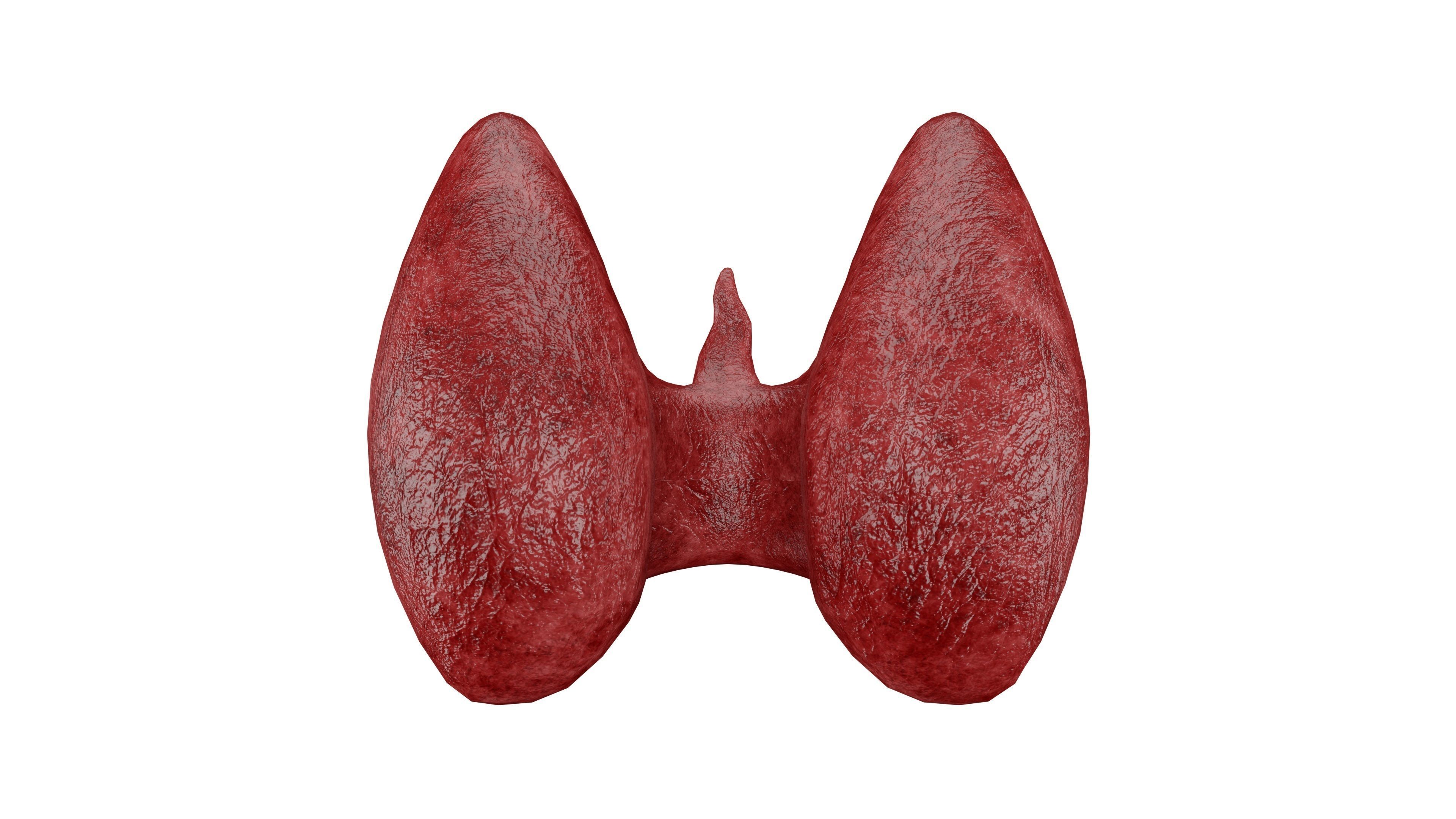 Thyroid 3D Model - Realistic Human Thyroid Anatomy Low-poly 3D model_1
