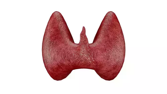 Thyroid 3D Model - Realistic Human Thyroid Anatomy