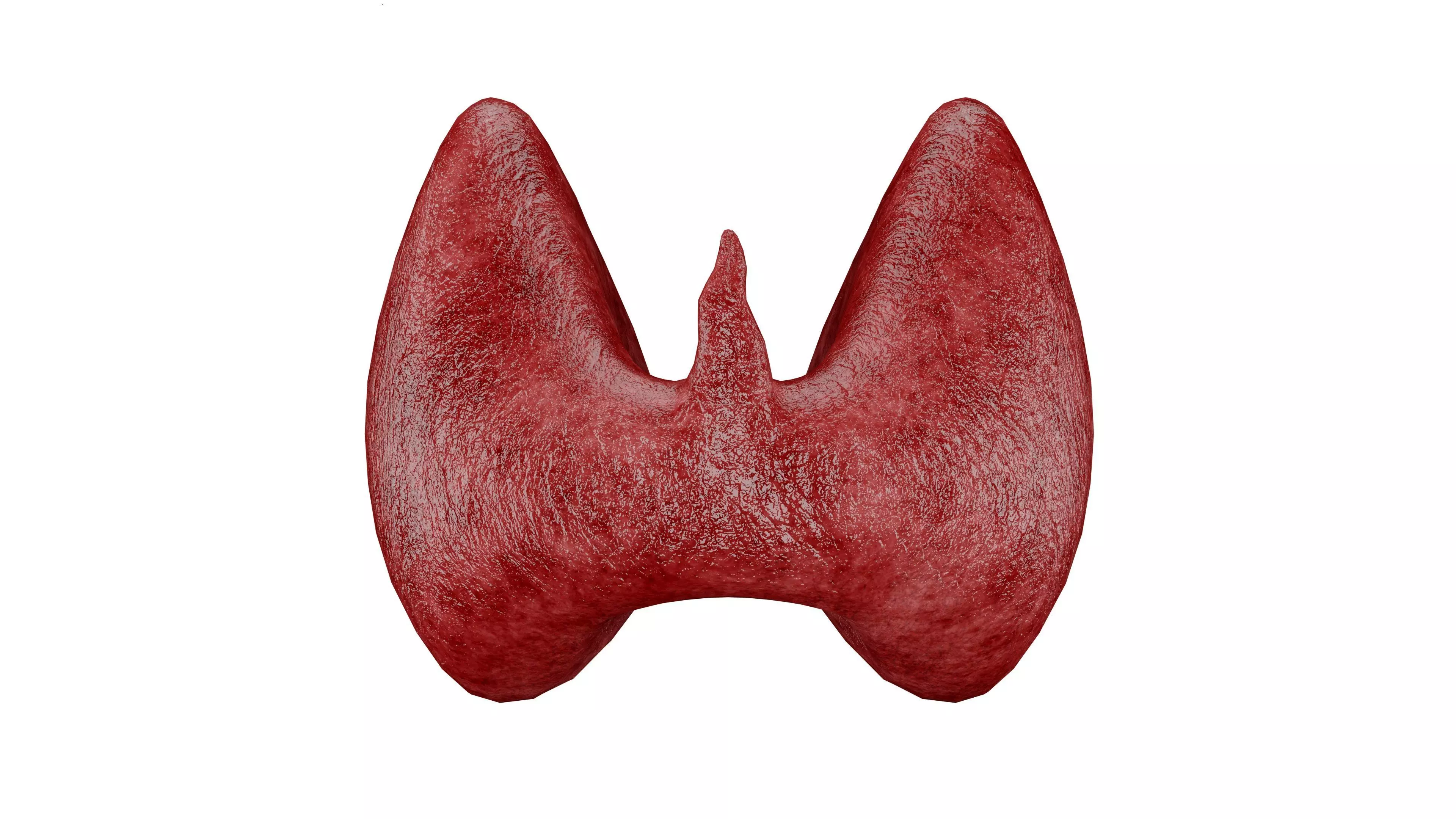 Thyroid 3D Model - Realistic Human Thyroid Anatomy Low-poly 3D model_0