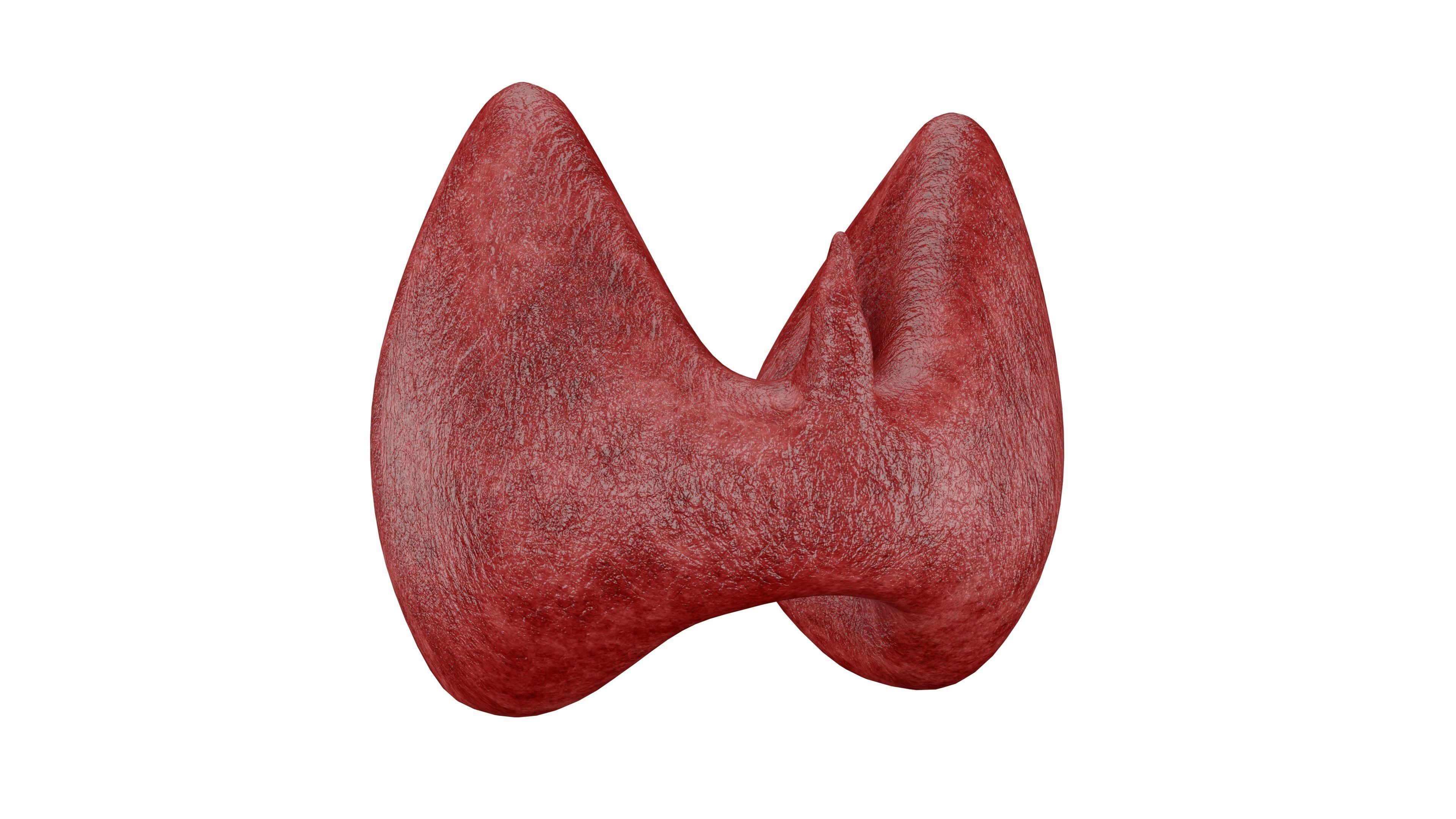 Thyroid 3D Model - Realistic Human Thyroid Anatomy Low-poly 3D model_4