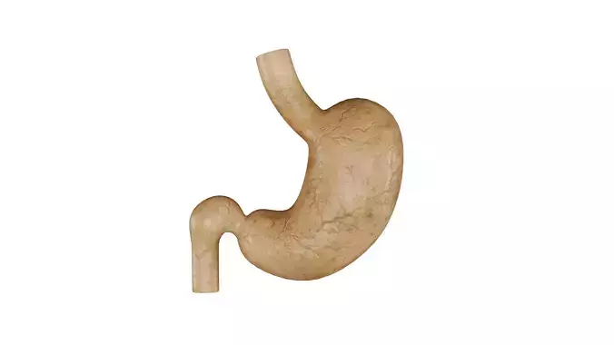Human Stomach 3D Model - Realistic Human Stomach Anatomy Low-poly 3D model