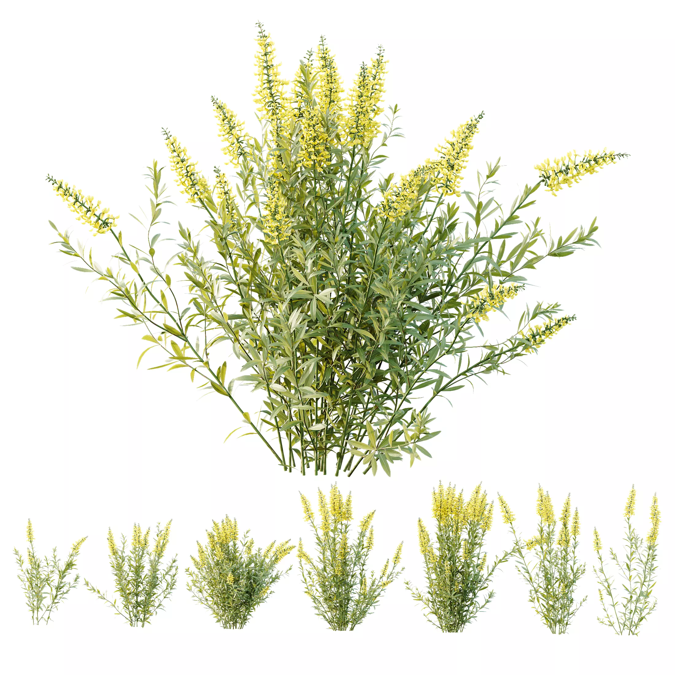 HQ Plants Linaria Vulgaris Yellow Toadflax 3D model_0