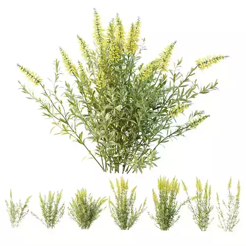 HQ Plants Linaria Vulgaris Yellow Toadflax 3D model