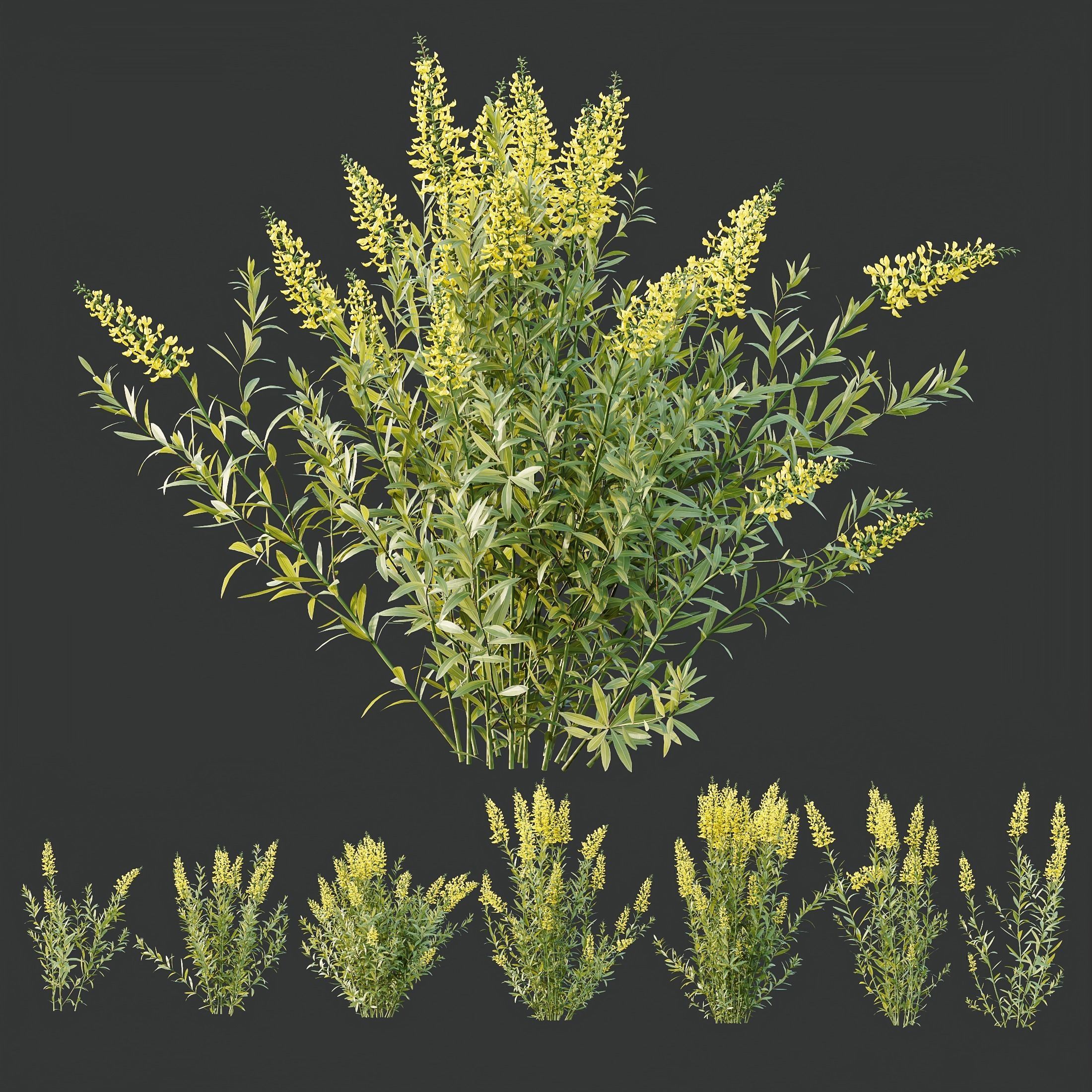 HQ Plants Linaria Vulgaris Yellow Toadflax 3D model_4