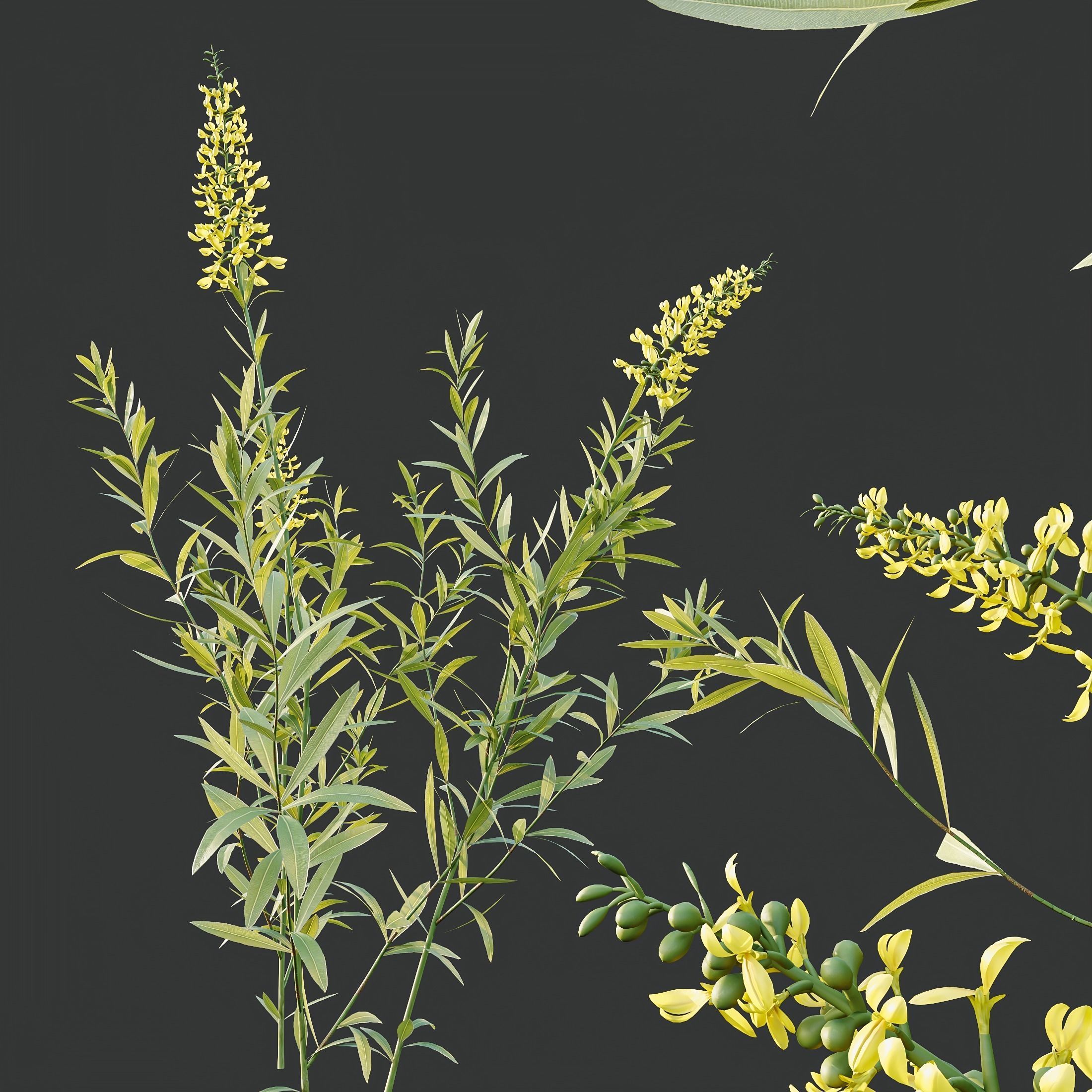 HQ Plants Linaria Vulgaris Yellow Toadflax 3D model_3