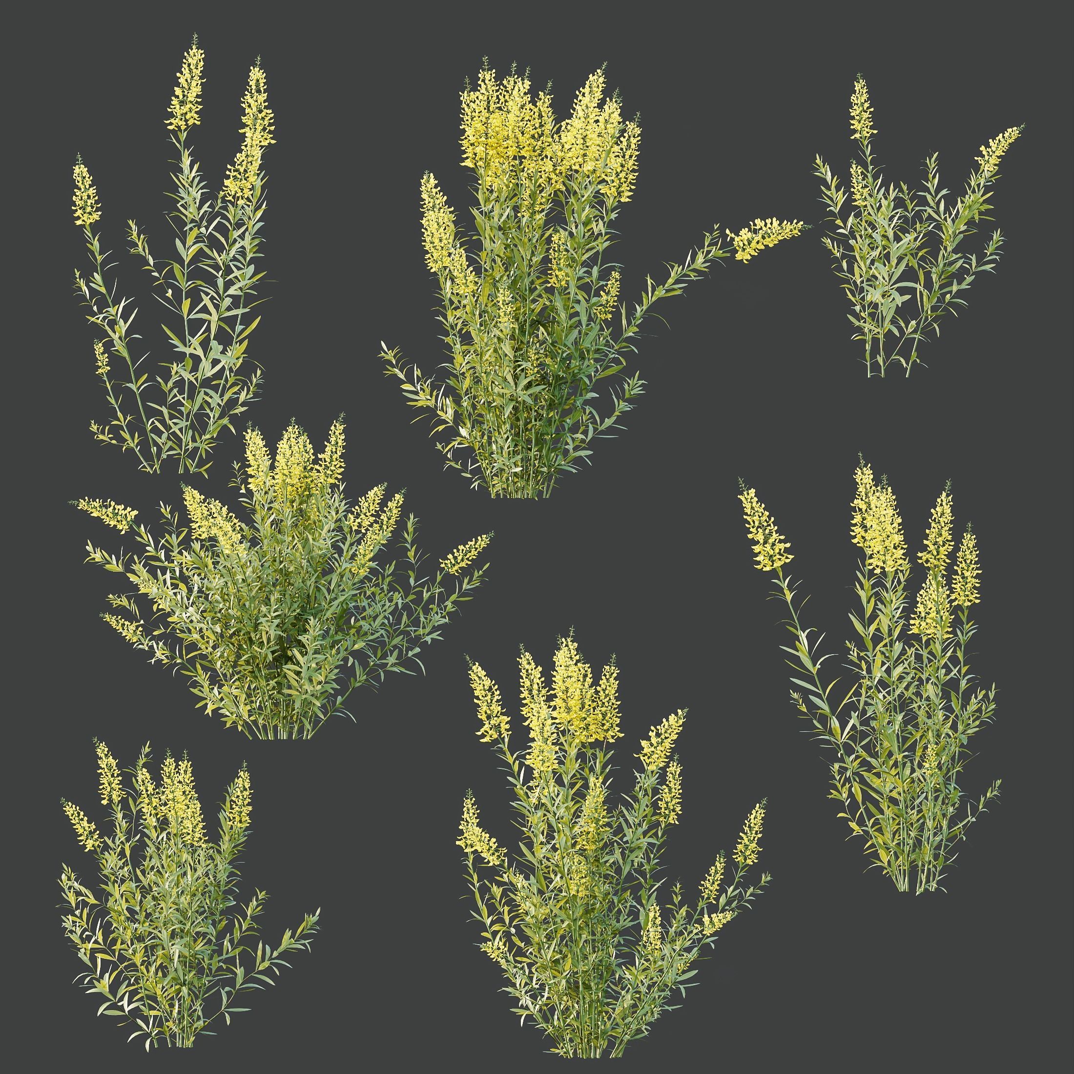 HQ Plants Linaria Vulgaris Yellow Toadflax 3D model_2