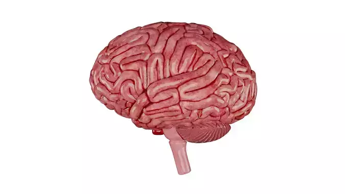 Human Brain 3D Model - Realistic Human Brain Anatomy Low-poly 3D model
