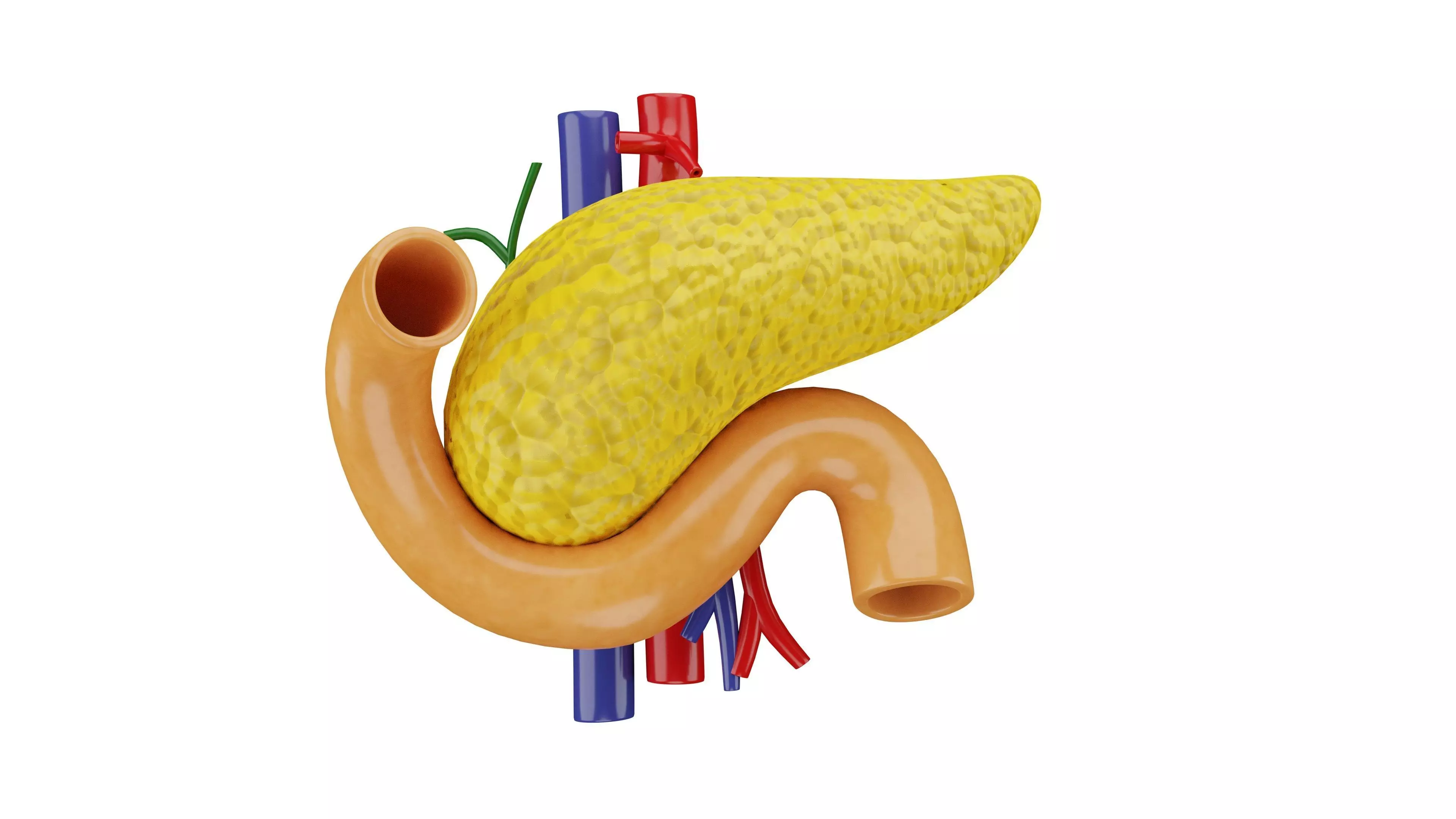 Human Pancreas 3D Model - Realistic Human Pancreas Anatomy Low-poly 3D model