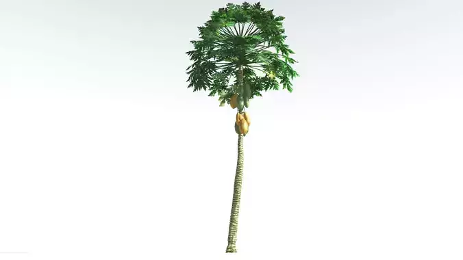 EVERYPlant Papaya 4 --14 Models--