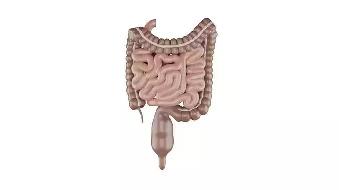 Human Intestines 3D Model - Realistic Human Intestines Anatomy Low-poly 3D model