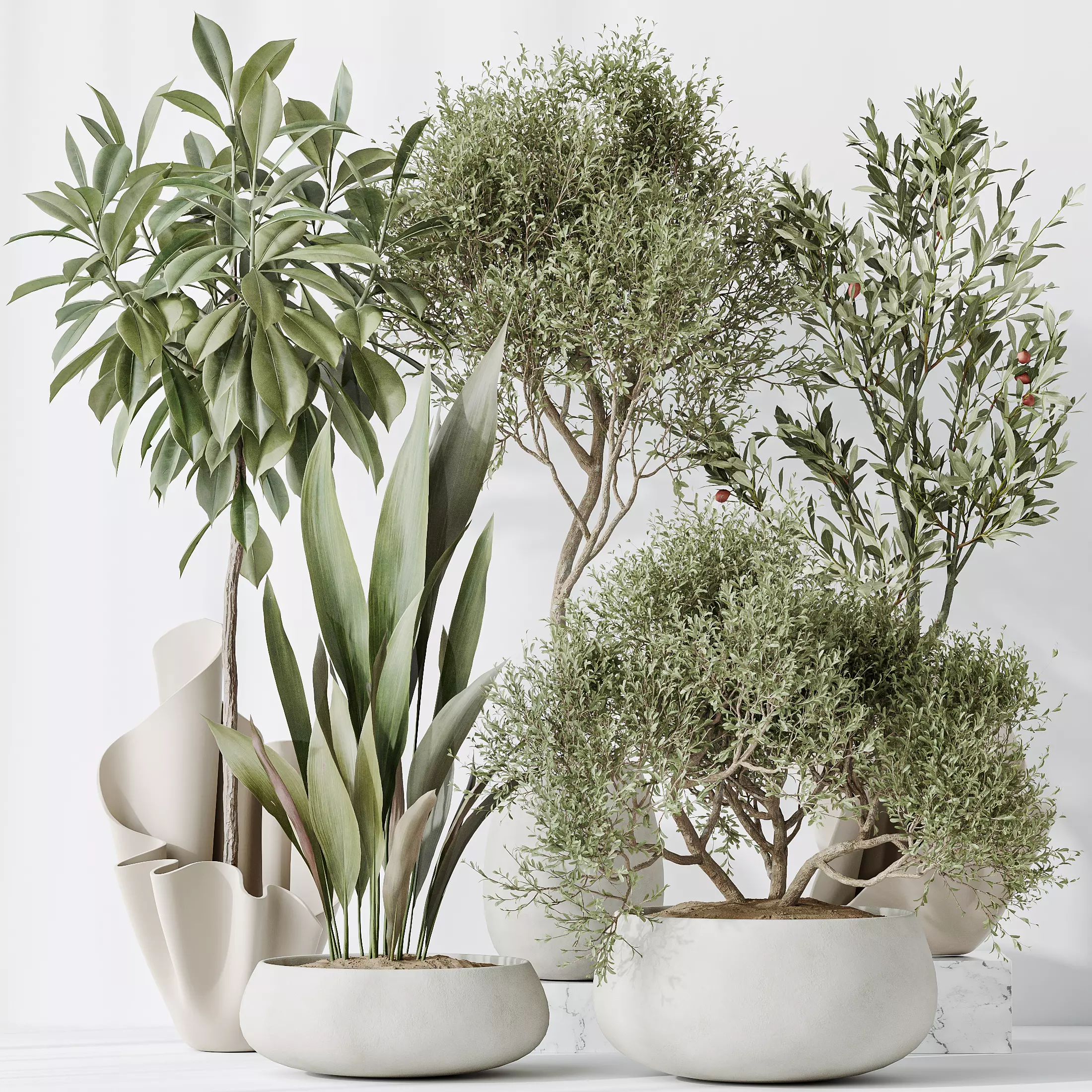 Indoor plants set 86 Mission Kalamata Olive 3D model_0