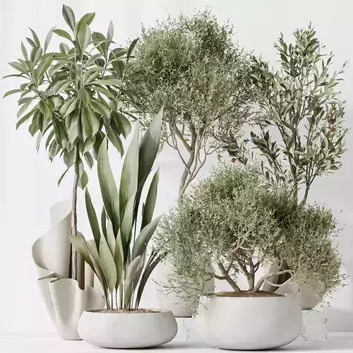 Indoor plants set 86 Mission Kalamata Olive 3D model