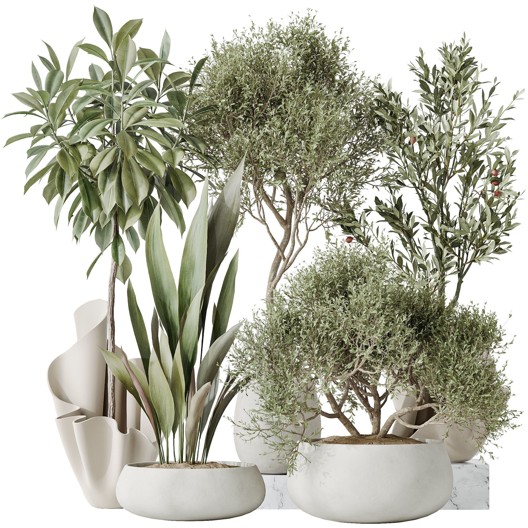 Indoor plants set 86 Mission Kalamata Olive 3D model_1