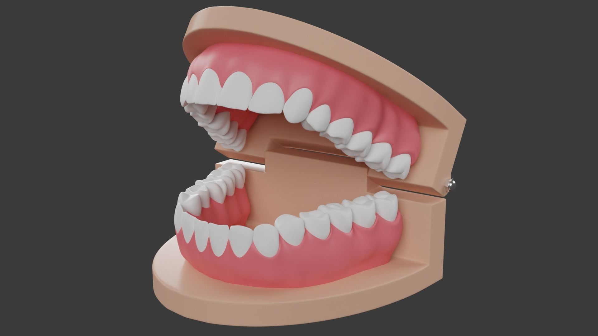 Dental Typodont Teeth 3D model_8