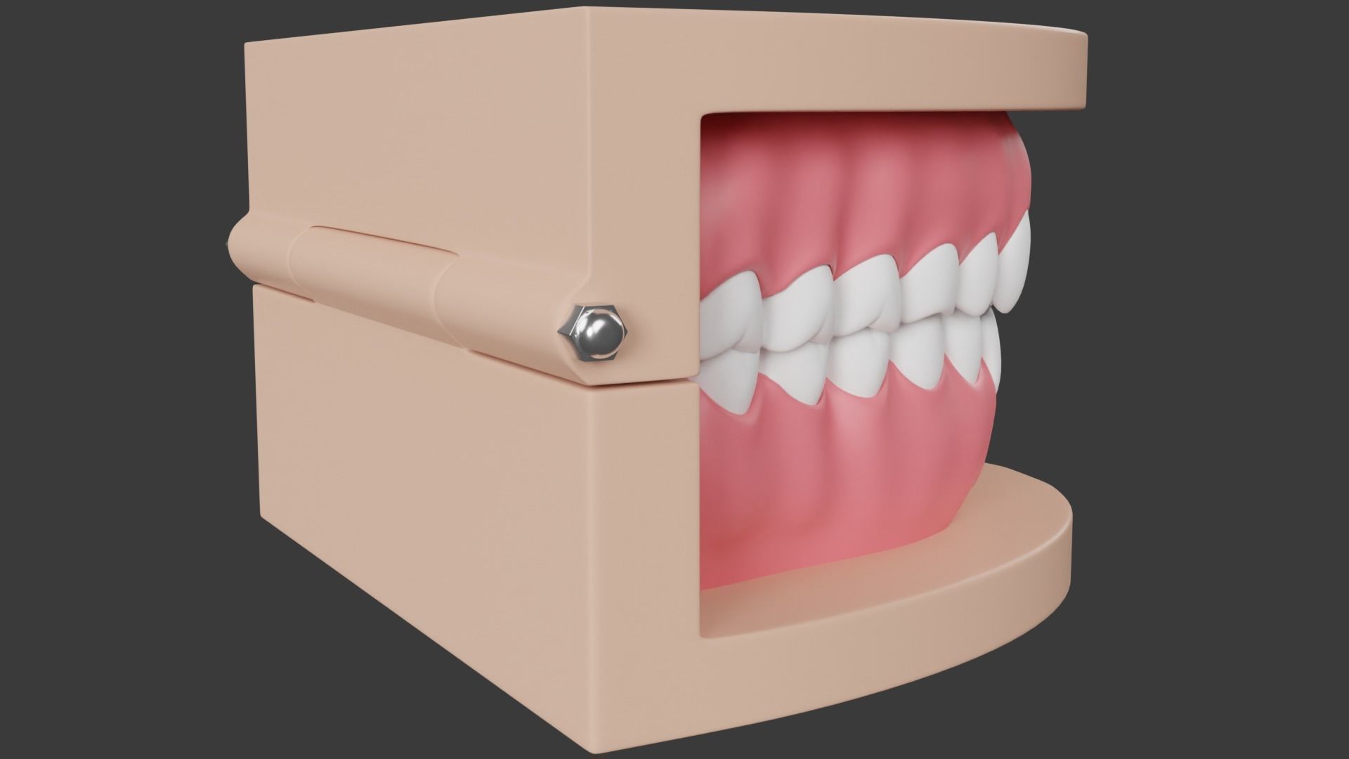 Dental Typodont Teeth 3D model_6