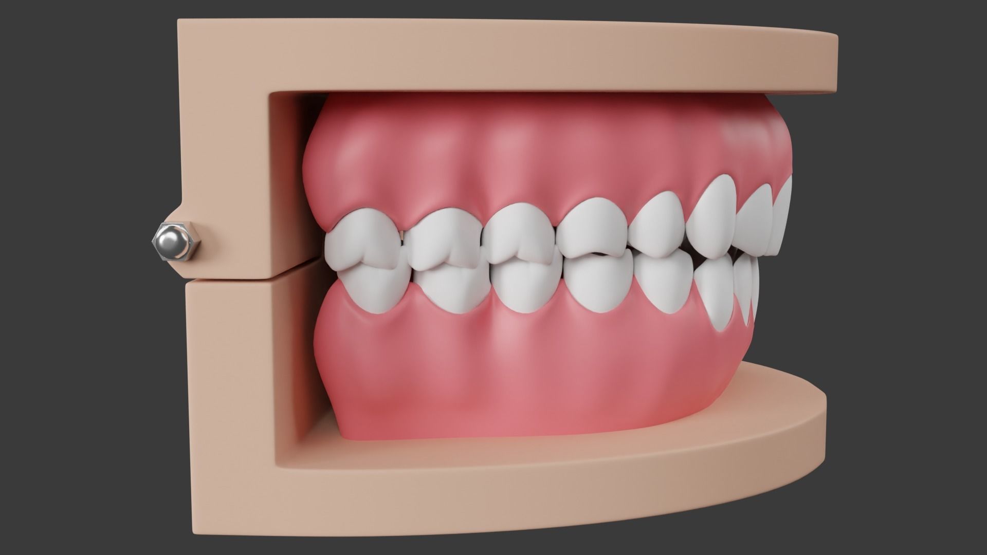 Dental Typodont Teeth 3D model_7