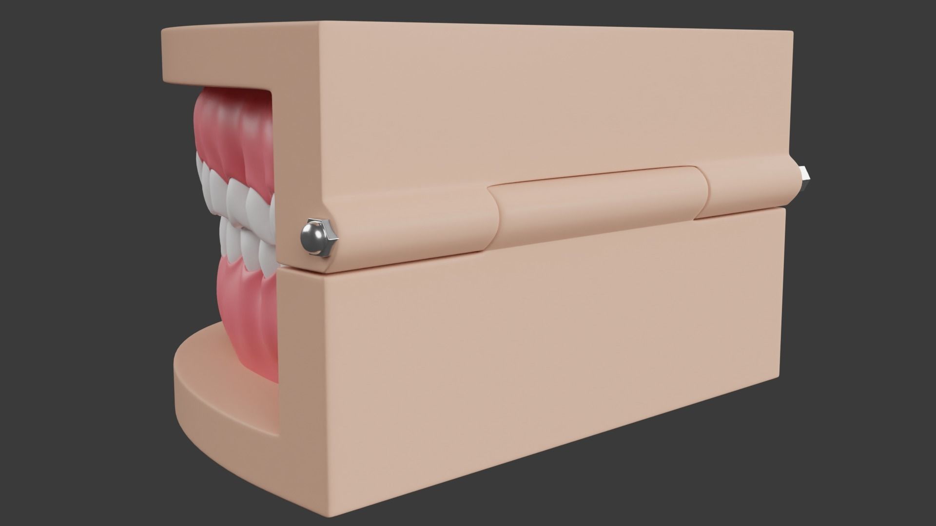 Dental Typodont Teeth 3D model_4