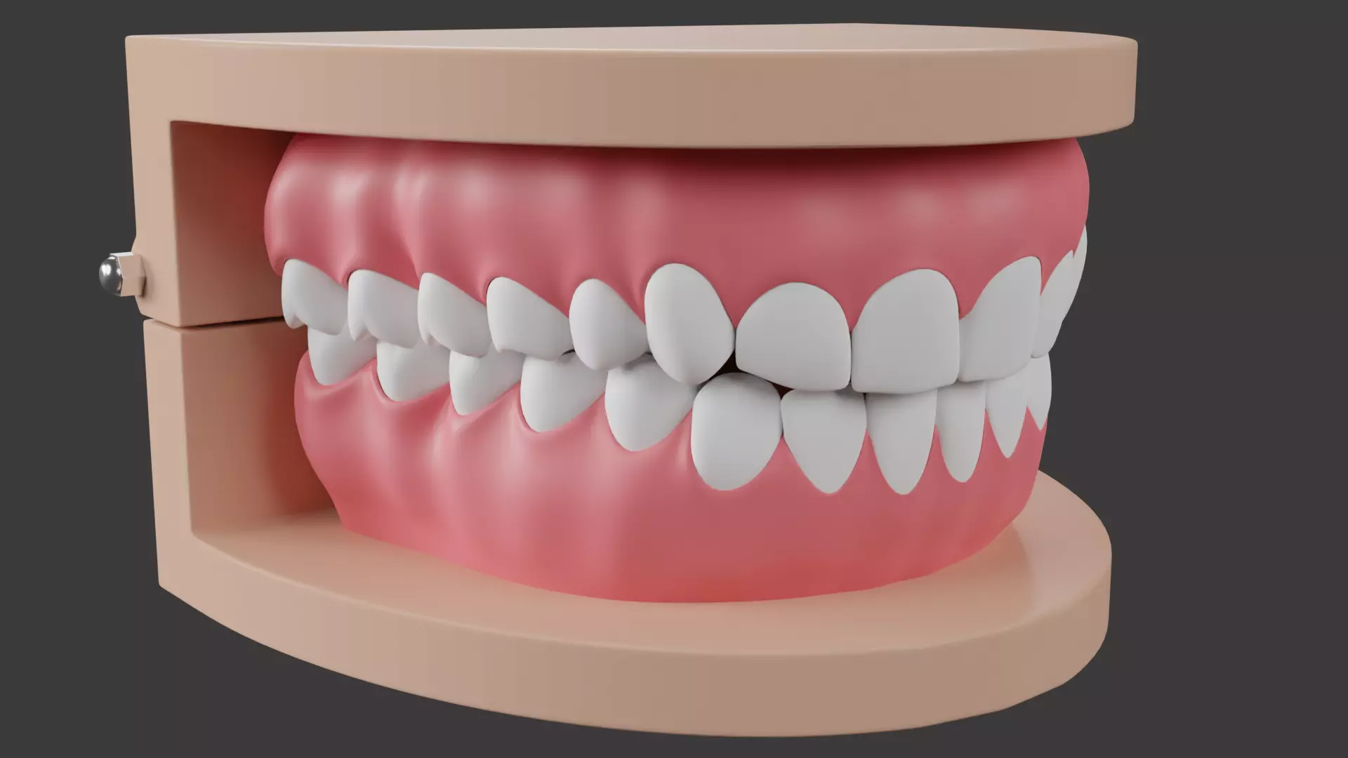 Dental Typodont Teeth 3D model_0