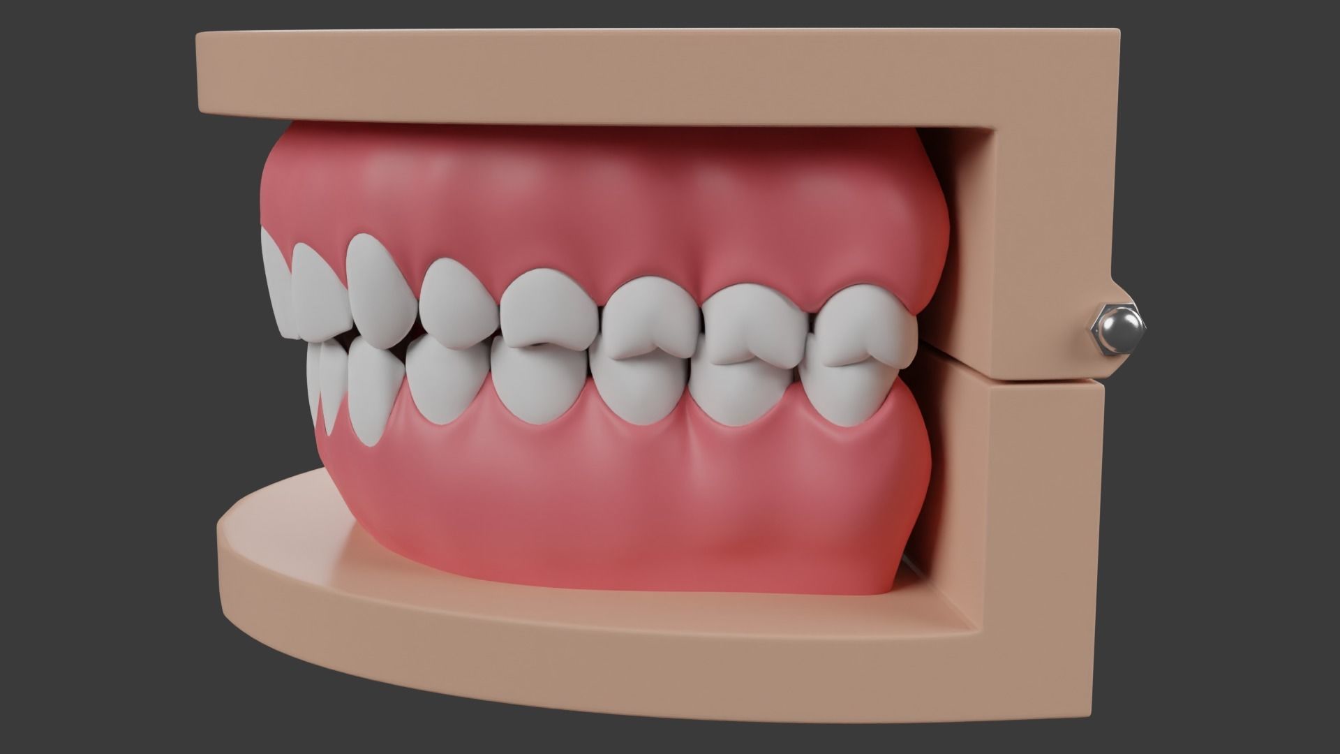 Dental Typodont Teeth 3D model_3