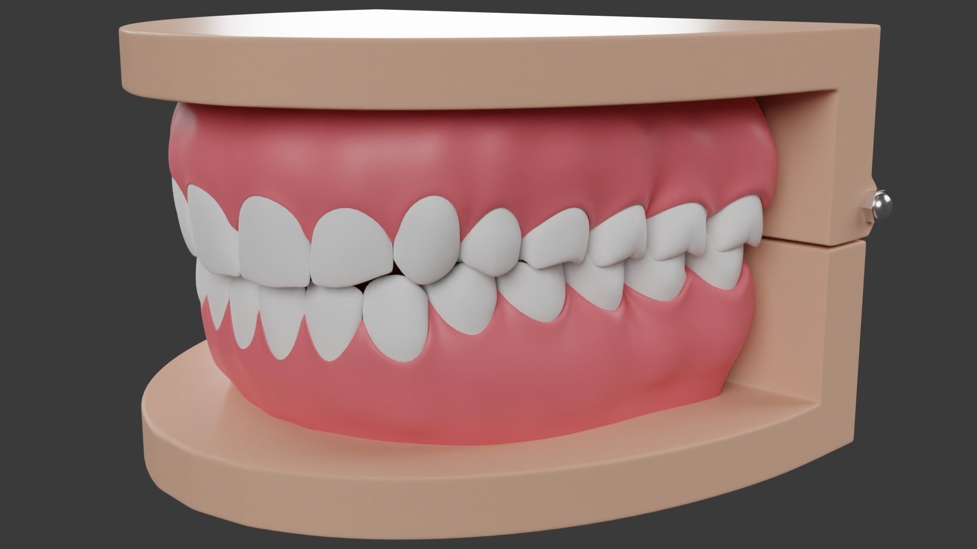 Dental Typodont Teeth 3D model_2