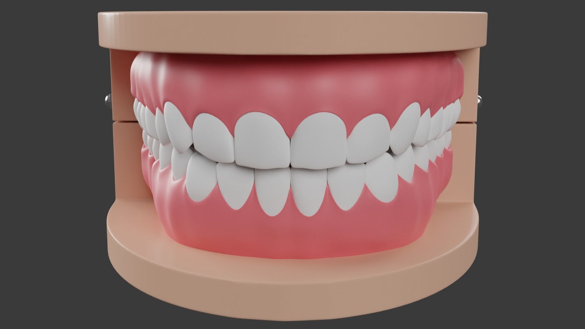 Dental Typodont Teeth 3D model_1
